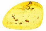 Fossil Wasp & Five Gnats in Baltic Amber #270834-2